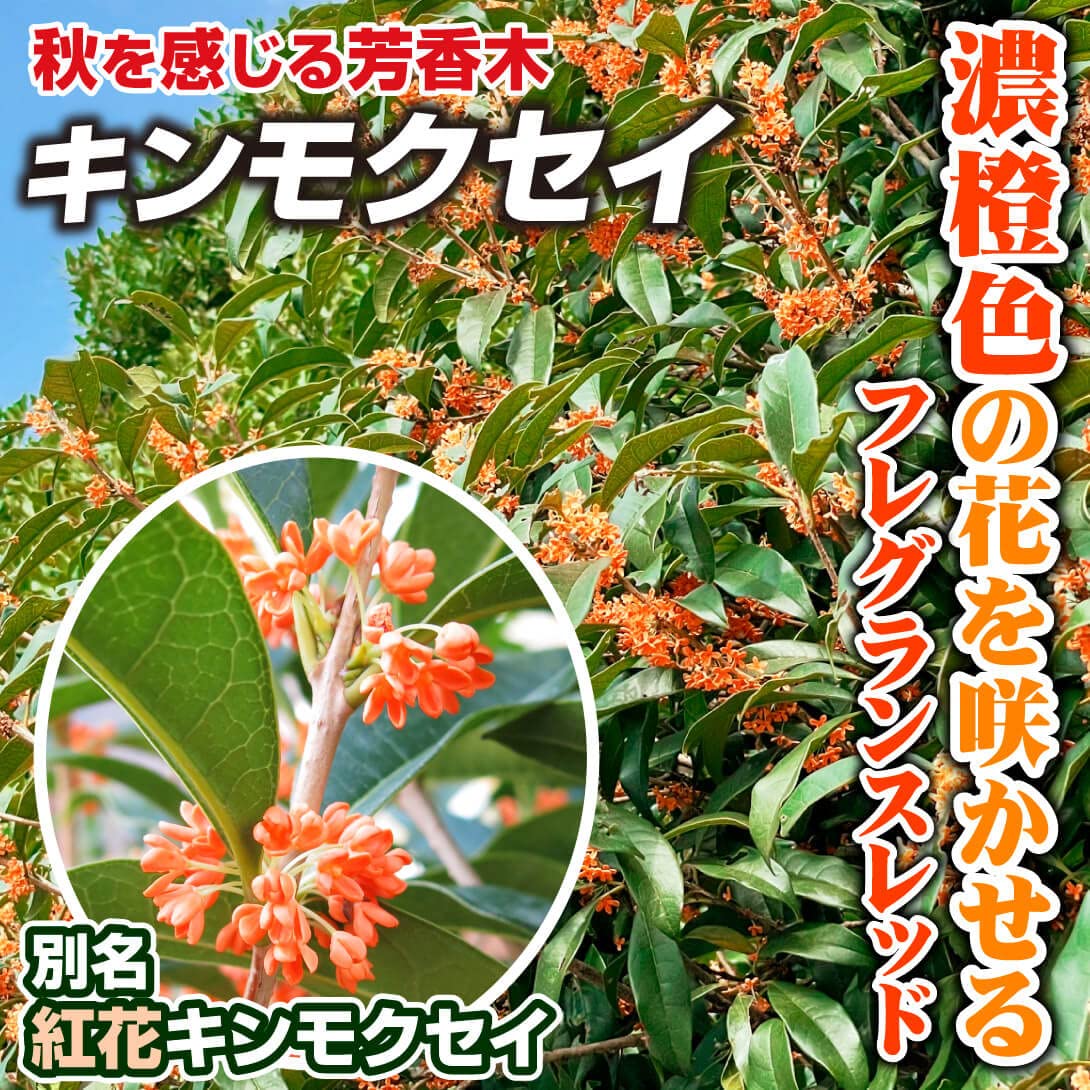 発送できません。金木犀　フレグランスレッドの苗木一つ。きんもくせい　キンモクセイ Amazon.co.jp: ITANSE 紅花キンモクセイ フレグランスレッド3.5