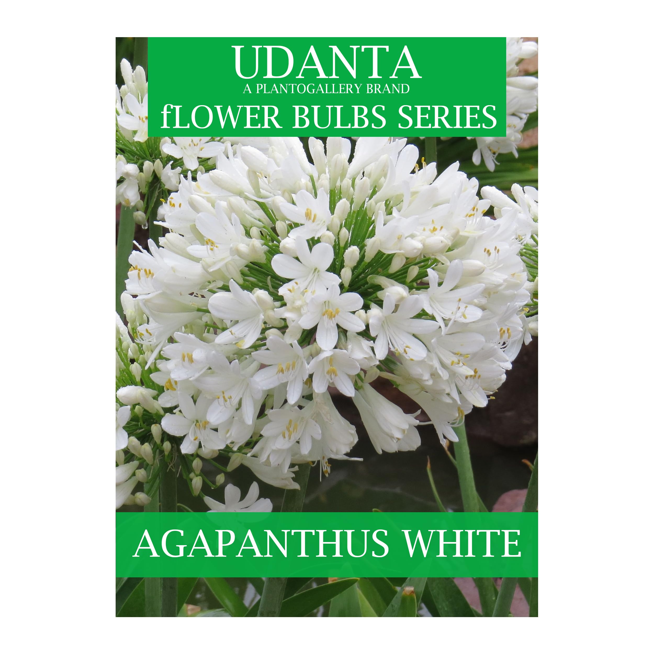 Agapanthus Bulbs Suitable For All Indian Climate - Pack Of 5 Bulbs (White) (Set OF 2 Pkt)-image-34