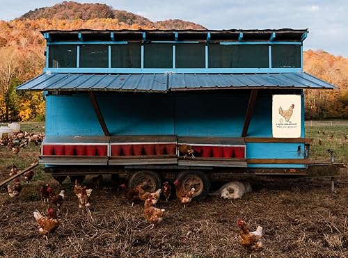 Miniatura 4 de Letrero divertido de pollo, letrero de metal para gallinero, letrero de hojalata I poop breakfast, letrero de patio, garaje, granja, jardín,