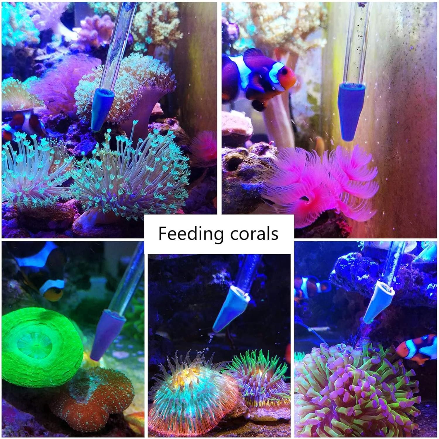 Aquarium Choice Grabador de Arrecife de Coral de 31.5 Pulgadas de Largo, comedero de Coral, comedero de Verduras de Acuario, alimentación con Clip de Alimentos para Acuario (agarrador de Arrecife