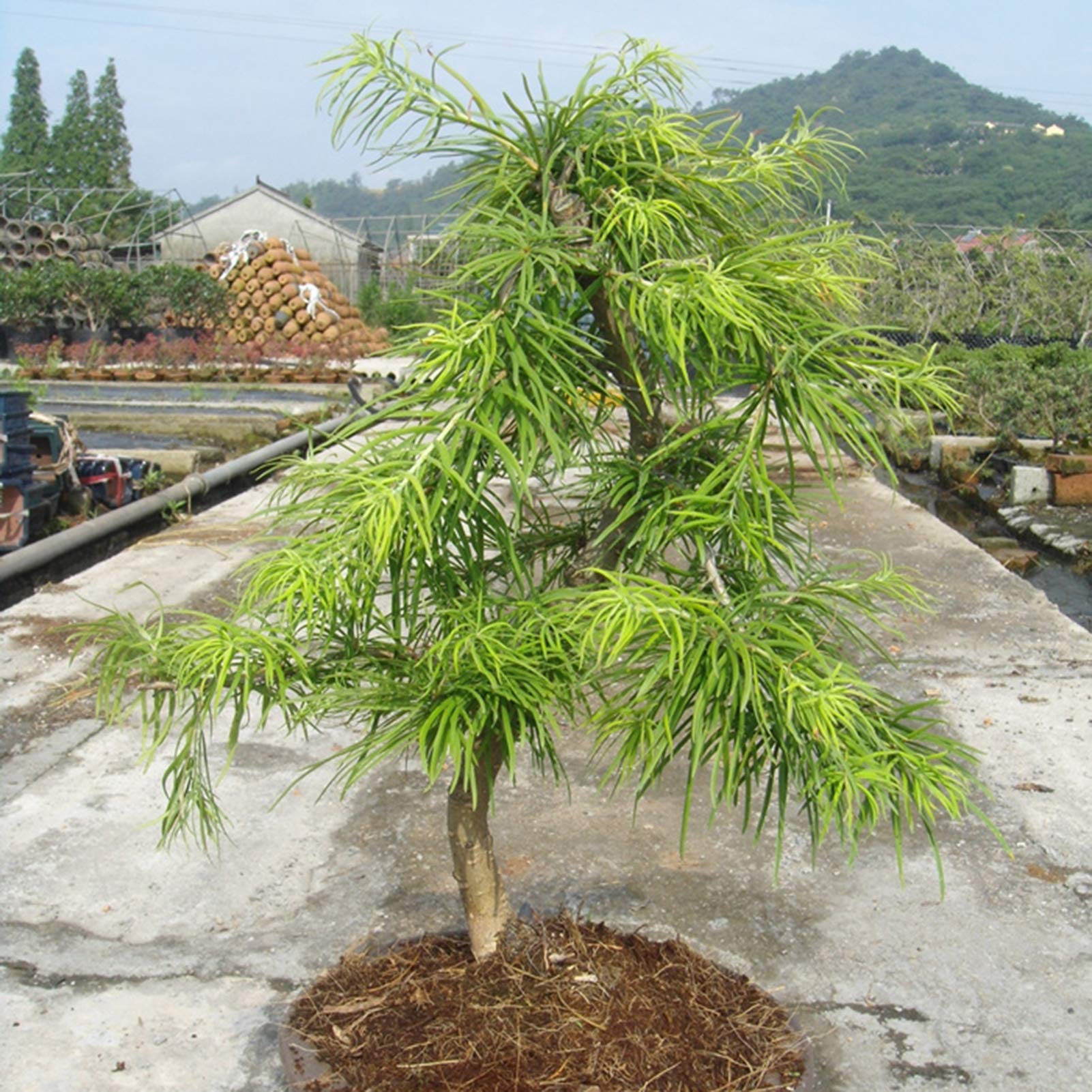 Benoon Semi Di Pseudolarix, 20 Pezzi/Borsa Semi Di Pseudolarix Pieni Di Vitalità Semi Di Albero Di Pino Verde Facile Da Piantare Per La Casa Semi di Pseudolarix:Seeds