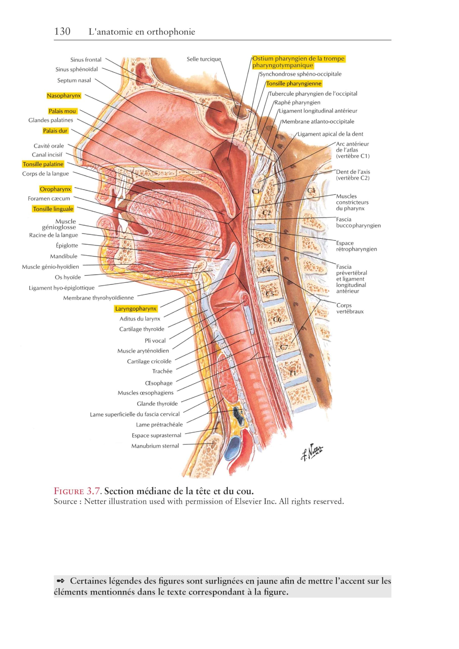 L'anatomie en orthophonie: Parole, déglutition et audition