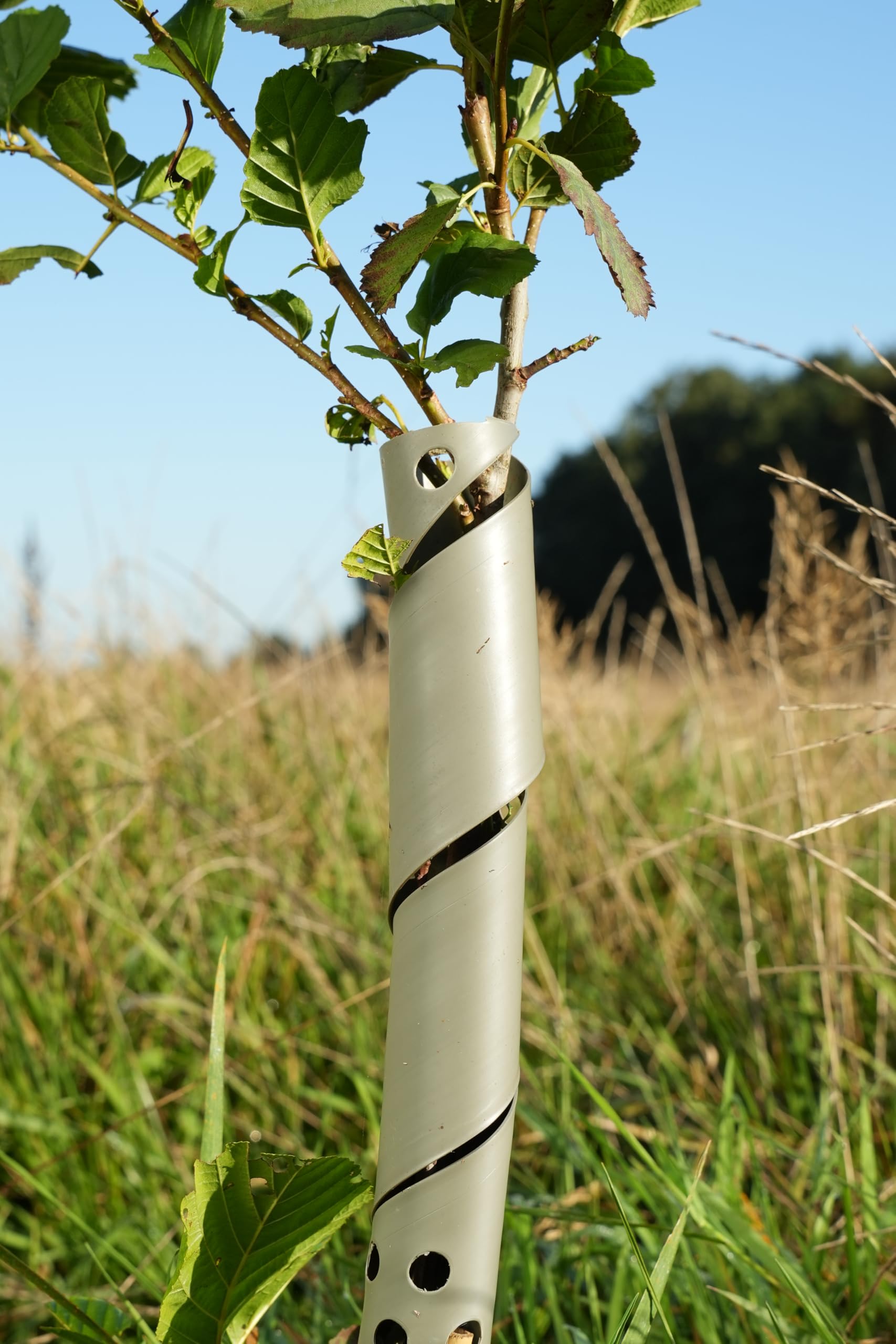50x Baumschutz Spirale 60cm biologisch abbaubar farngrün – Stamm Schutz Bäume Verbissschutz Fraßschutz Rindenschutz Wildschutz UV-beständig wetterfest Spiralschutz Forst Garten Aufforstung