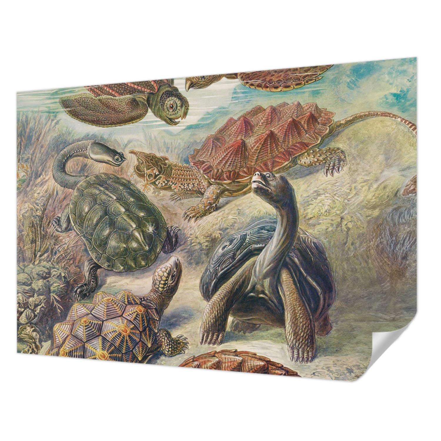 Papier peint photo autocollant panoramique 312x219 cm motif faune des tortues