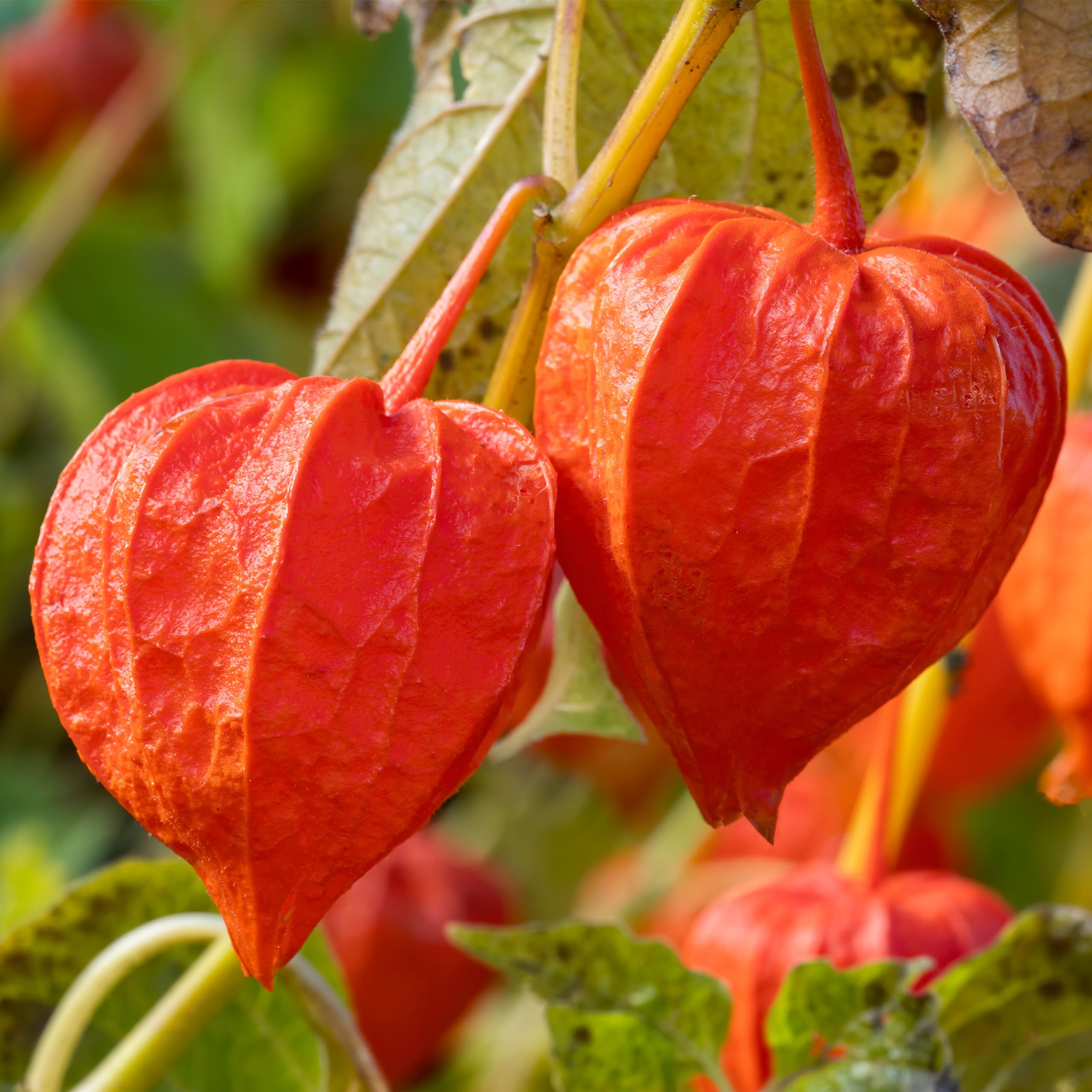 Bloomique - Set di 3 - Physalis alkekengi ‘Franchetii’ - Alchechengi (pianta lanterna) - Resistente al freddo - Altezza 10-20 cm - Vaso 9x9 cm