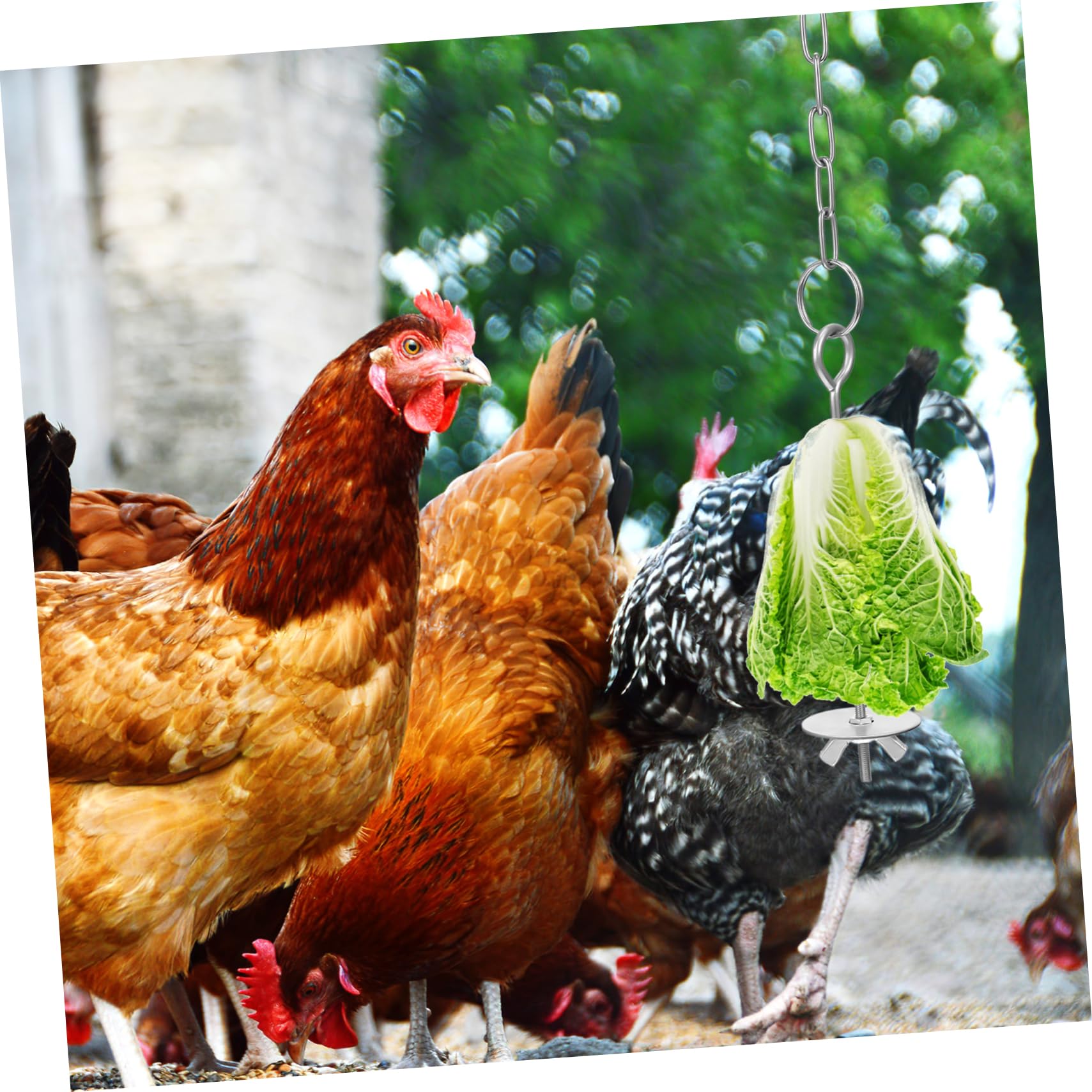 Mangiatoia Sospesa per Polli e Verdure, 4 Pezzi, Acciaio Inossidabile, Catena Regolabile, Facile da Appendere per Gabbia o Ciotola