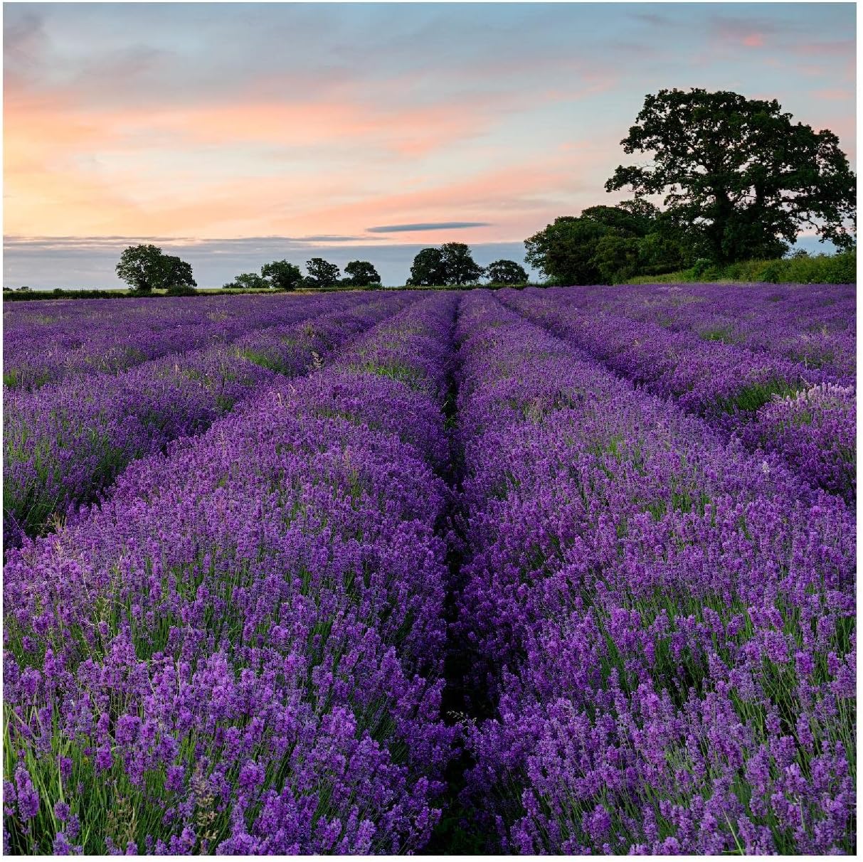 Everwilde Farms - 1/4 Lb Vera Lavender Herb Seeds - Gold Vault