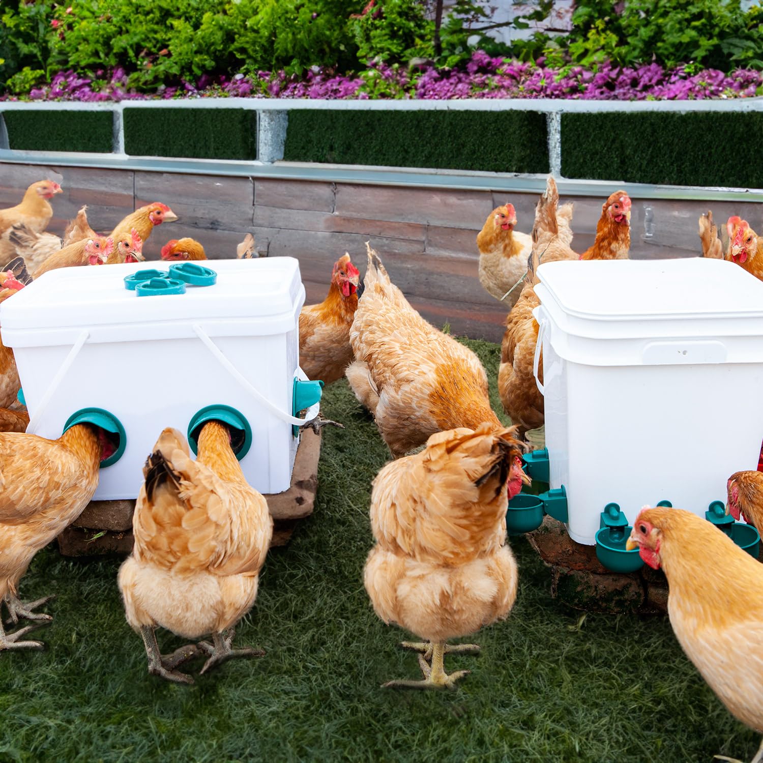 Comedero automático para Pollo, sin desperdicios, Juego de 6 comederos de Pollo con 6 Tazas de Agua de Pollo, Kit de comedero de Aves de Corral