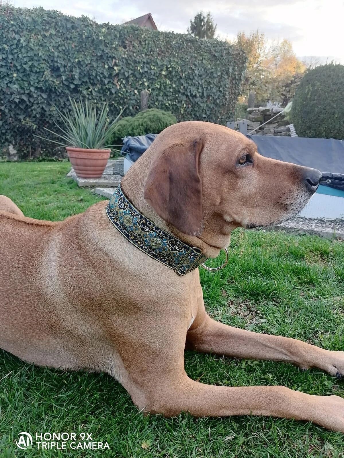 Martingale Hundehalsband extrabreit 5cm Zugstopp verstellbar stabil bis 38cm Hals- 44cm Kopfumfang