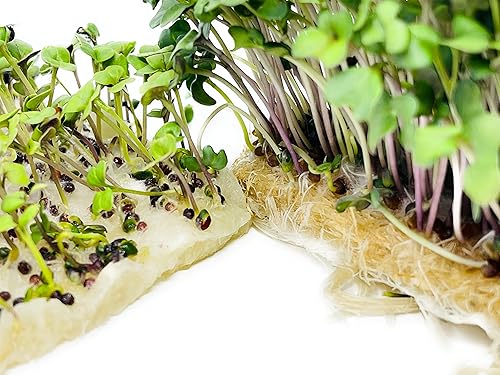 Miniatura 4 de Almohadillas de cultivo de fibra de cáñamo, paquete de recambio hecho a medida para adaptarse al kit de cultivo de microverdes en el jardín,