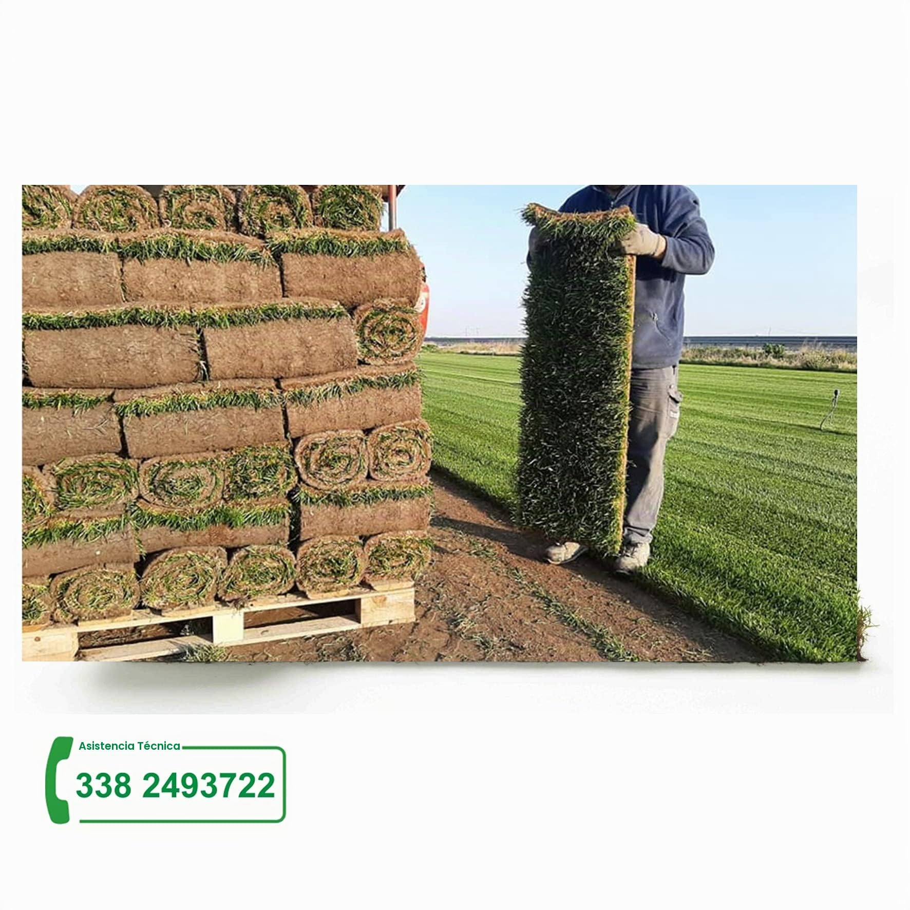 Césped natural real - Hierba real - césped 1 m² listo en rollos de 1ª elección de hierba natural (2 rollos)