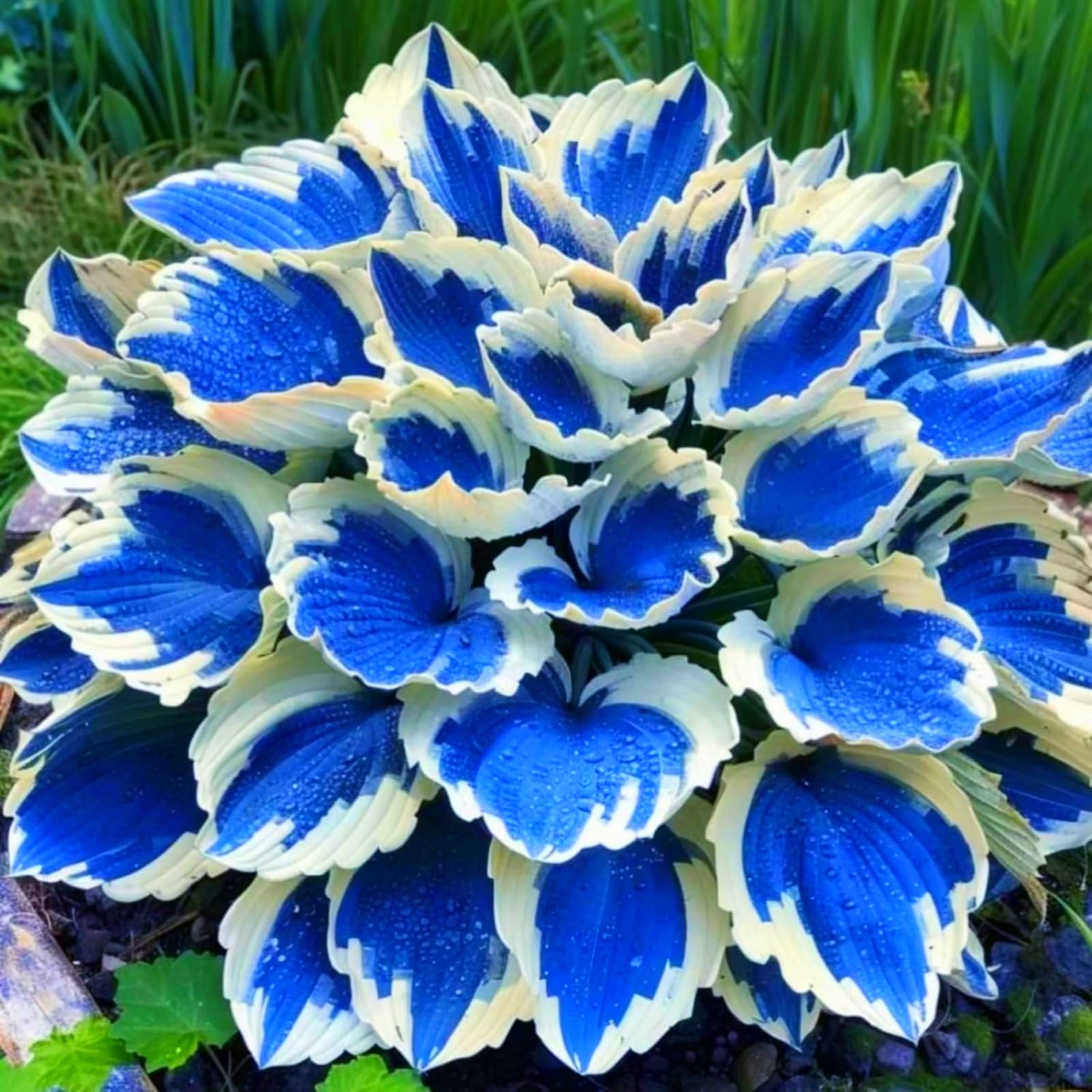 Perennial/Butterfly Flower//Hostas rhizomes/Hosta Bulbs for Planting Now UK/Excellent Display-6Bulbs -e