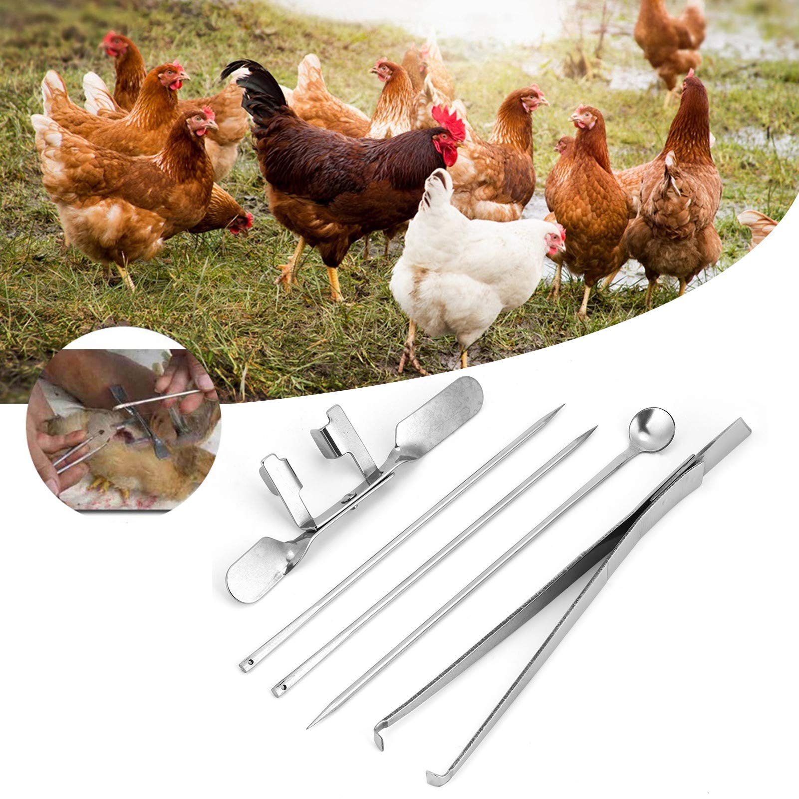 Kit Couteau à Chapon 5 Pièces Acier Inoxydable - Pour Fermes Avicoles & Vétérinaires | Castration Poulet Sûre