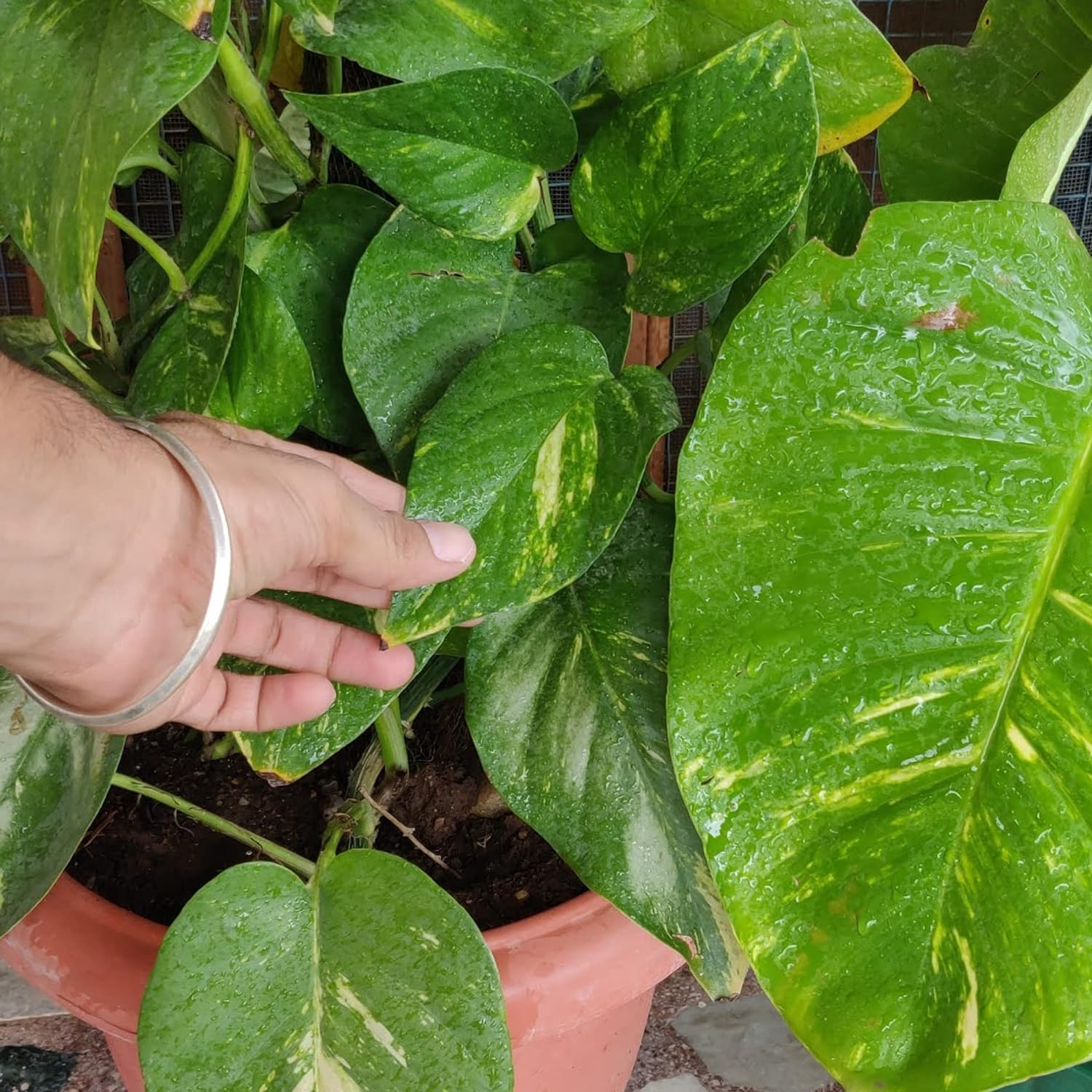 Seedtrees Live Money Indoor Plant For Home and Garden (Pack of 1) (Big Leaf Money Plant) (B0CN6DFP52) Amazon Price History, Amazon Price Tracker