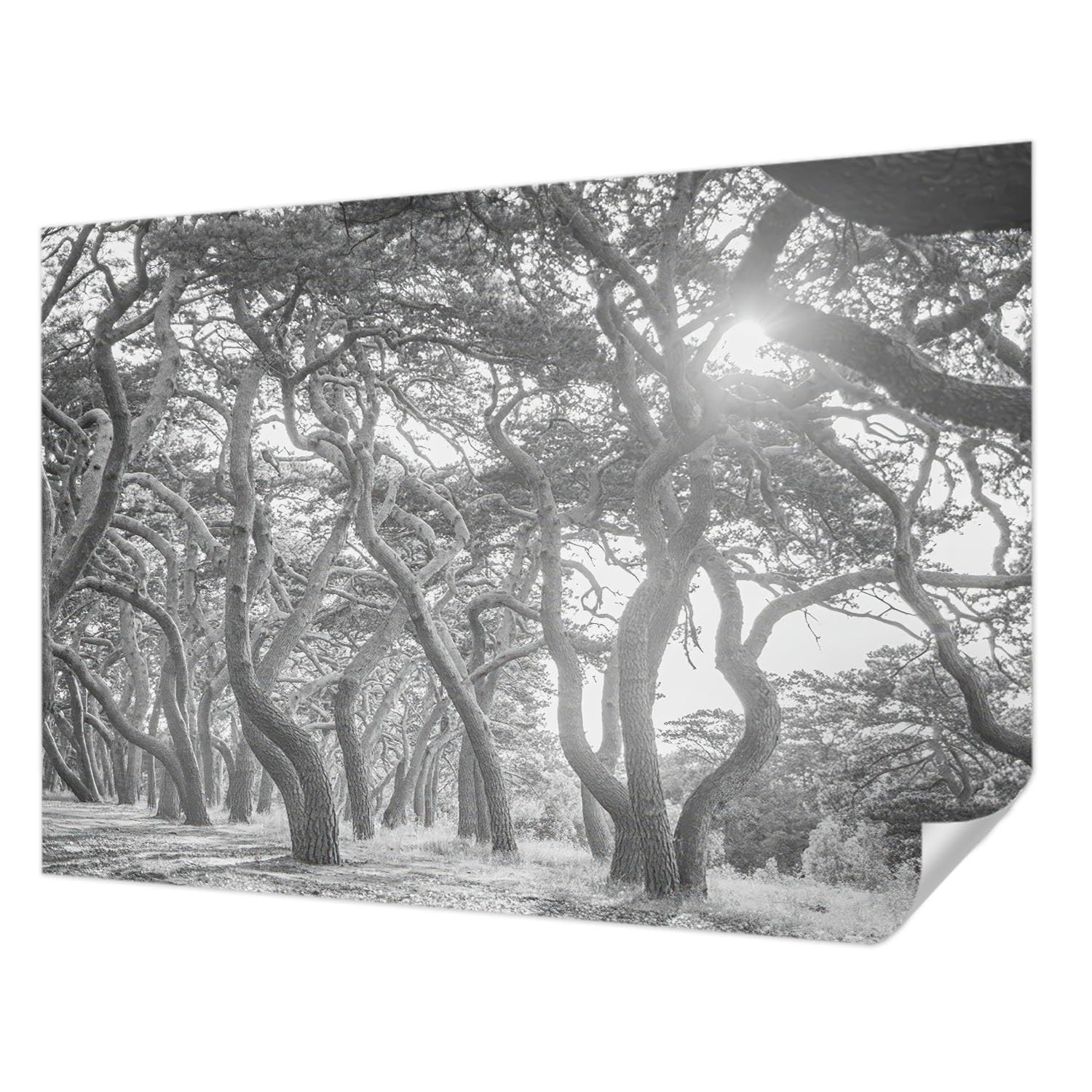Papier peint photo autocollant forêt 208x146 cm Tulup panoramique pour chambre