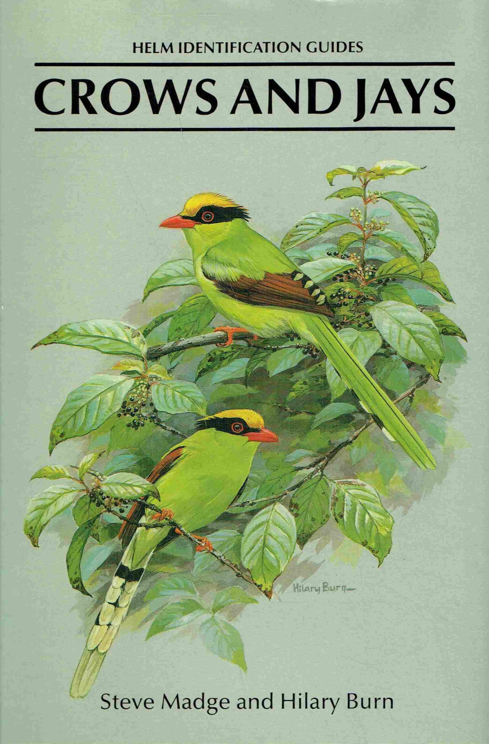 Buy Crows and Jays: A Guide to the Crows, Jays and Magpies of the World (Helm Identification Guides) — BookShops.in