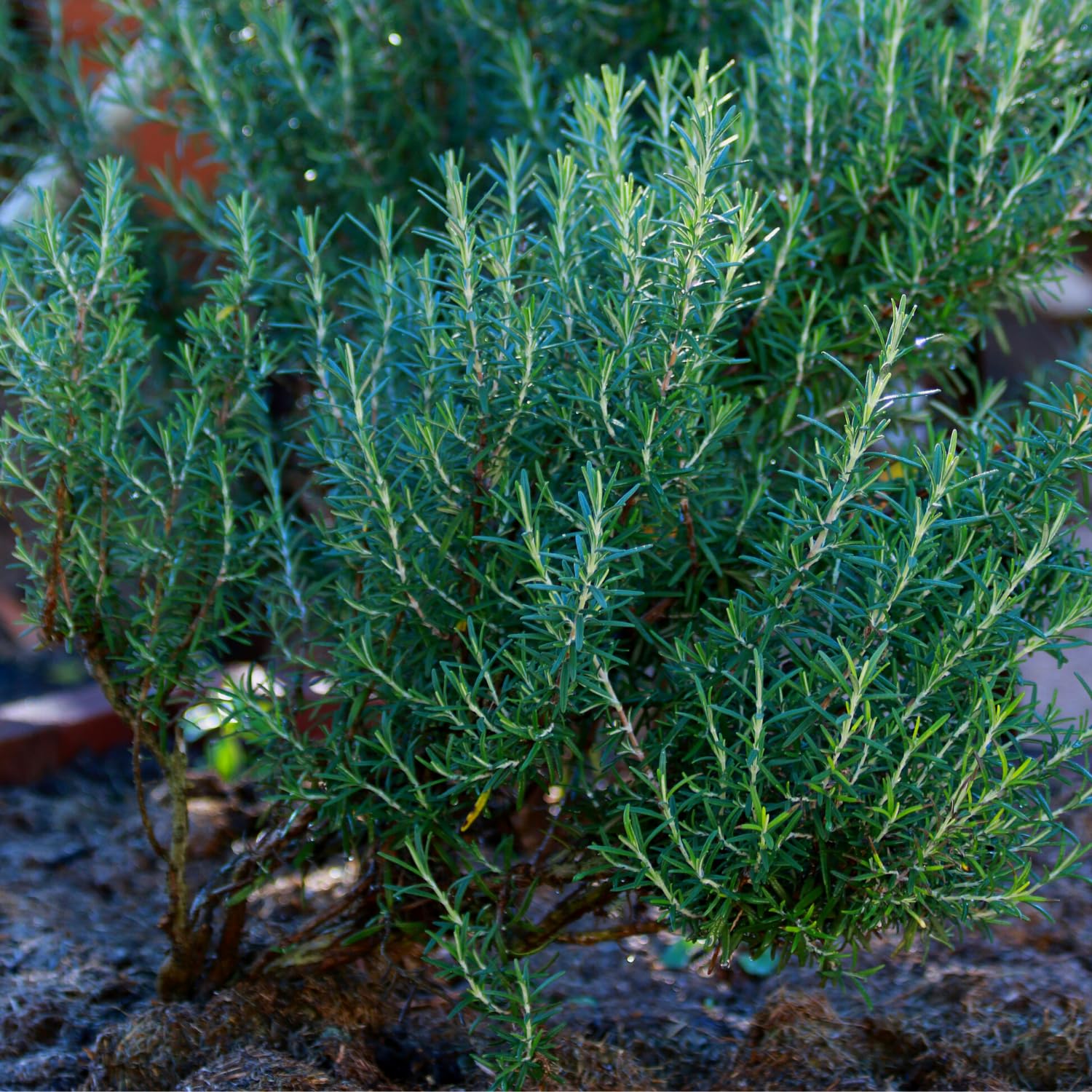 Amazon.com : Pack 02 of Rosemary Plants Live, Live Rosemary Plants Indoor  Outdoor, 3 to 6 Inches Long, Rosemary Starter Plant Indoor, Rosemary Live  Plant : Patio, Lawn & Garden