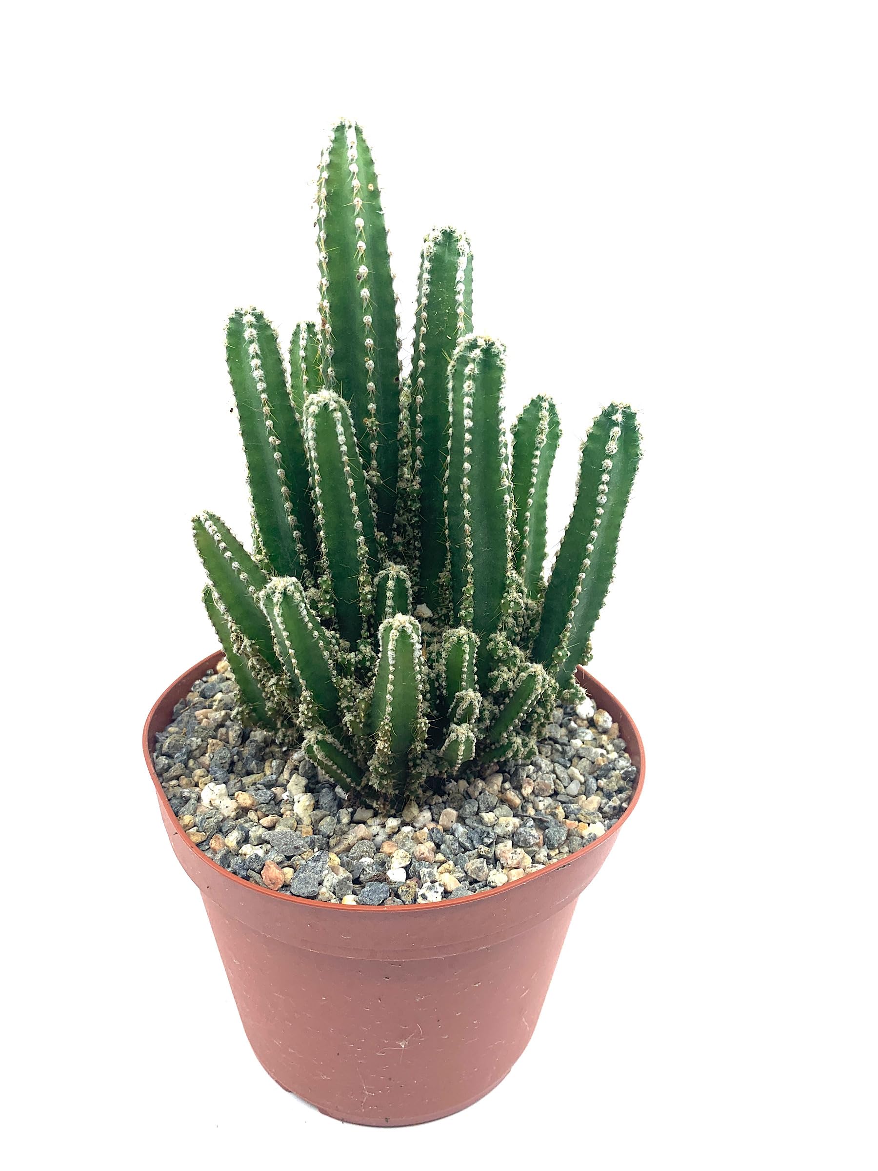 Fairy Castle Cactus 6-8 Inch Tall