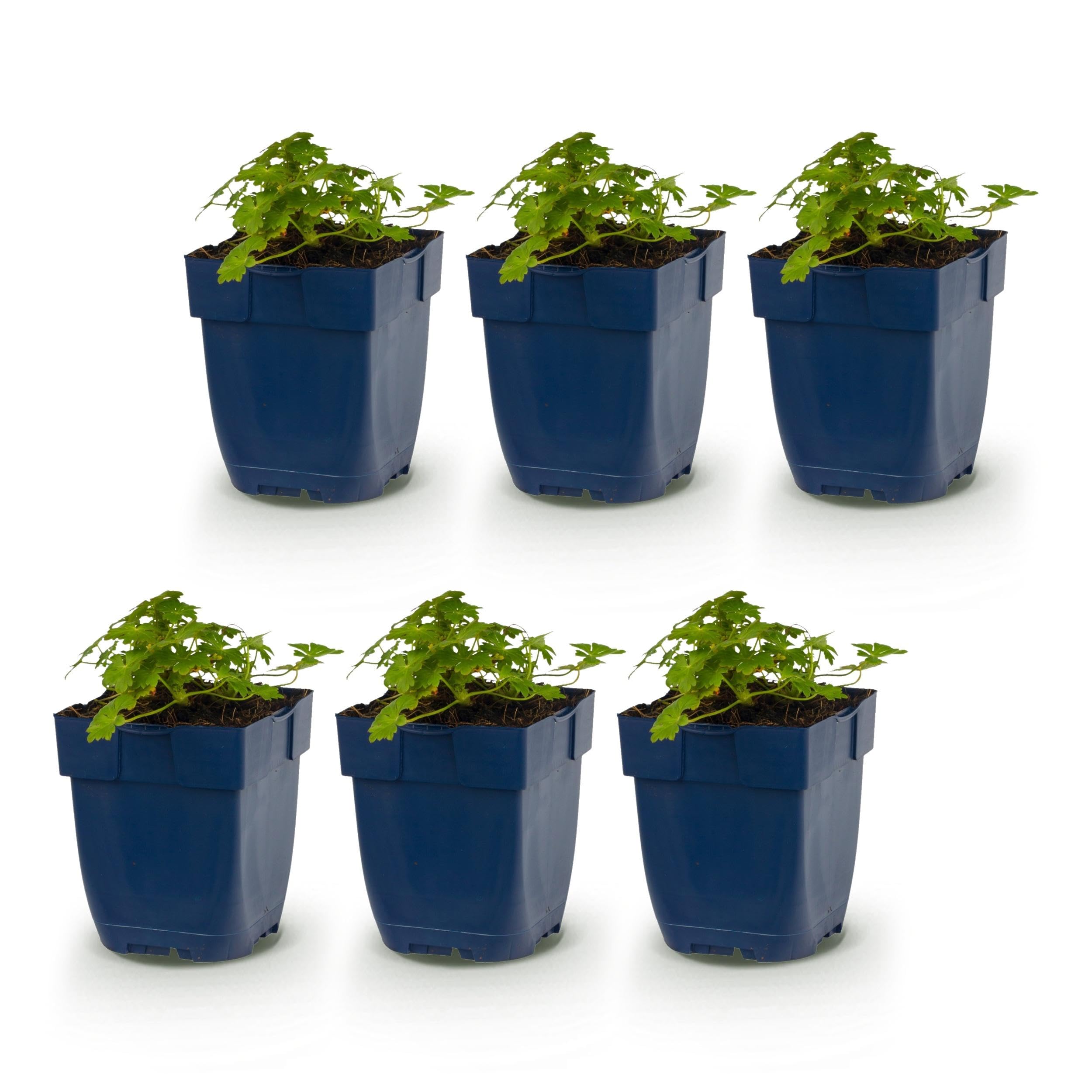Géranium macr. Spessart - Géranium à bec de cigogne - Couvre-sol - Blanc-rose - 6 plants - 15-25cm - Ø11cm - Plante de jardin