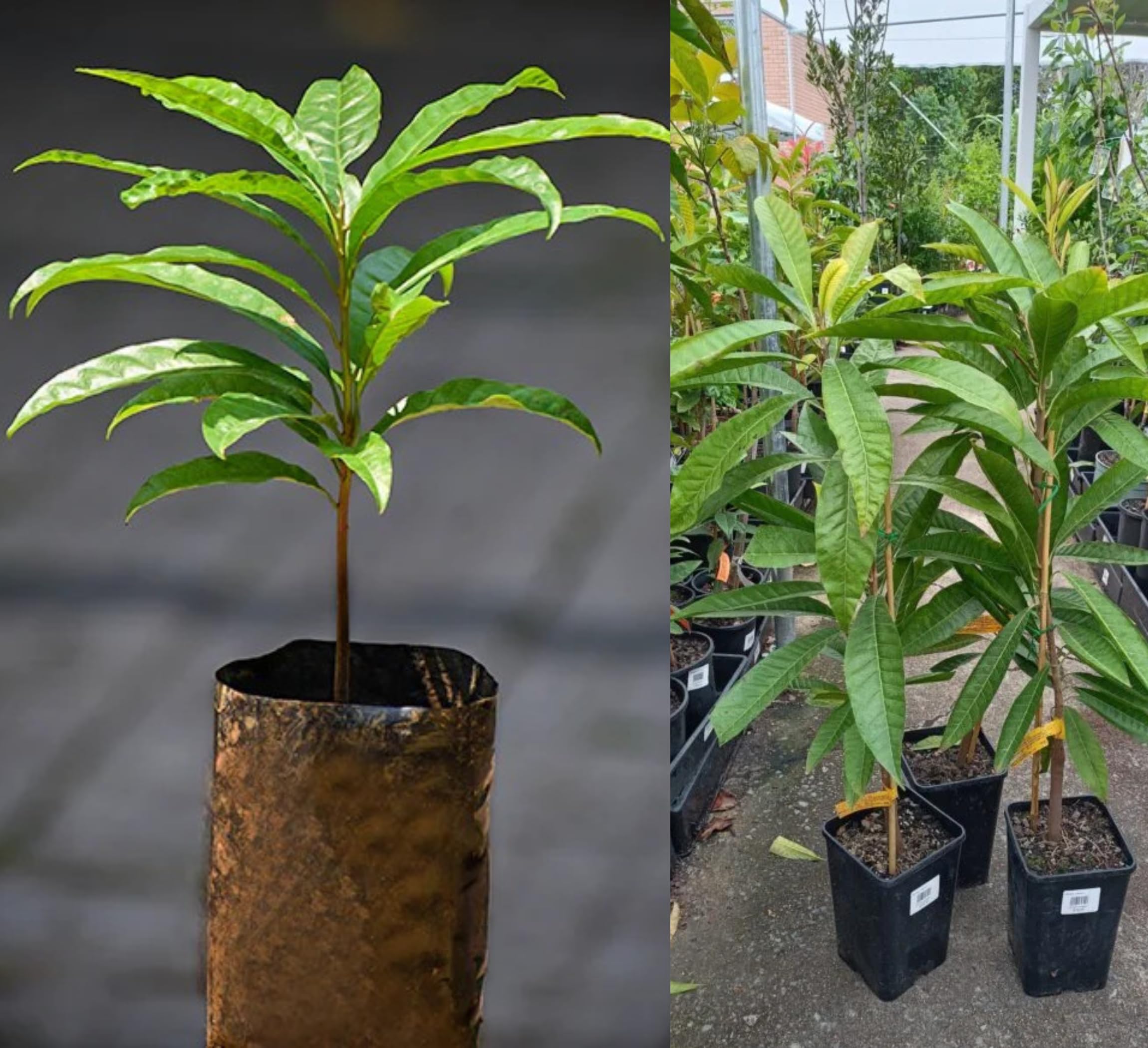All Time Egg Fruit Plant - Live Grafted Tree -4