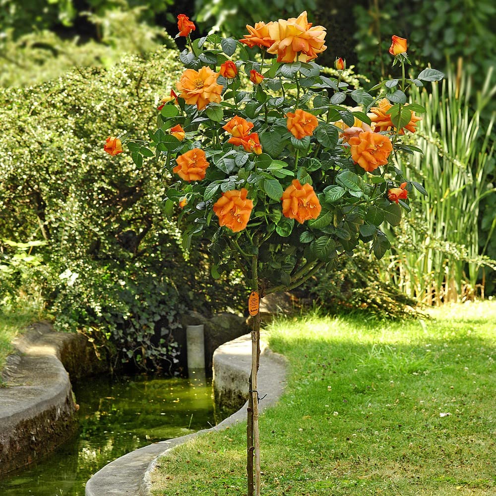 AMDGarden Pianta Rosa Brevettata Louis de Funès® Meilland Arancione ad Alberello h 120 cm Vaso 24 cm