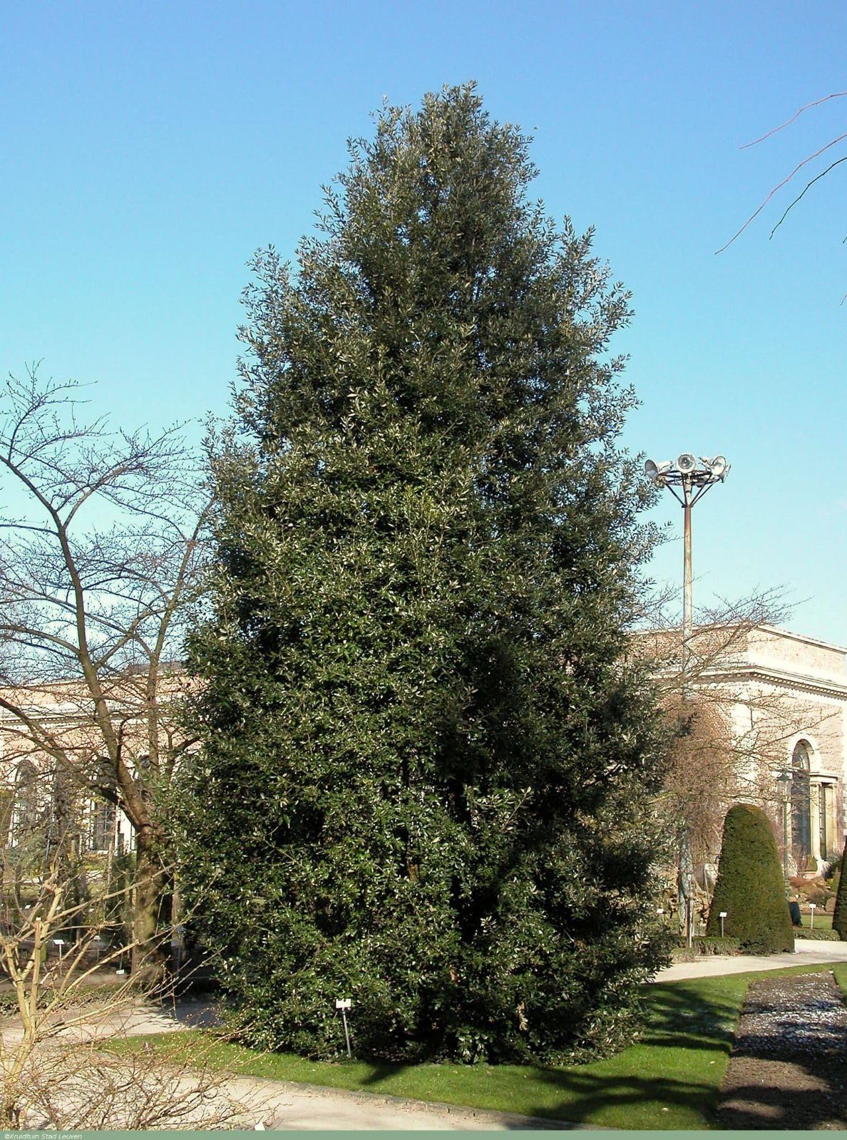 Leccio Elce "Quercus ilex" pianta sempreverde in vaso ø24 cm h 1 metro circa Albero Vero Vivaio di Castelletto
