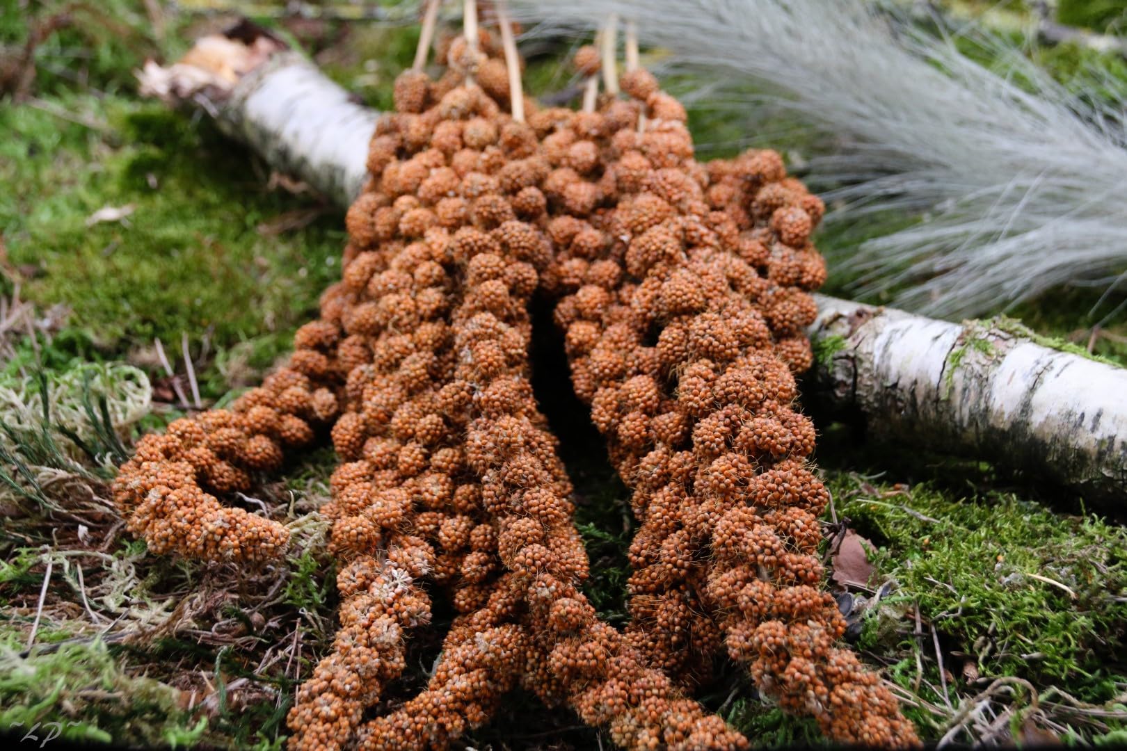 Anhaltiner Kolbenhirse rot 15 kg Premiumfutter Vogelfutter für Ziervögel Sittiche Kanarienvögel