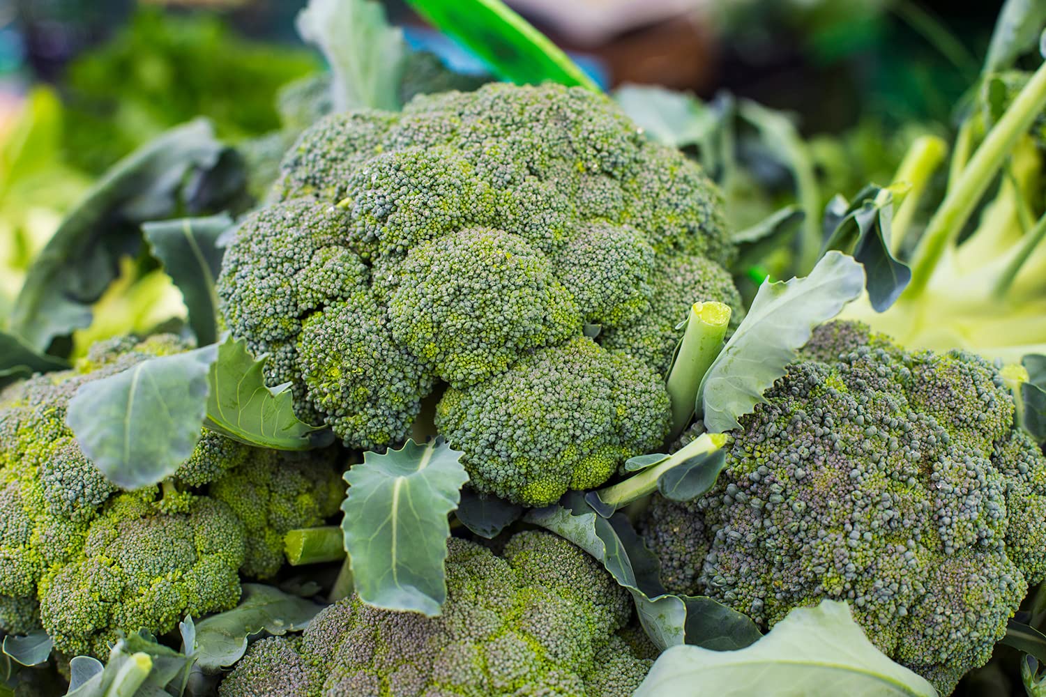 Countgreen Plus Broccoli Seeds – Non-GMO, Non-Hybrid Seeds for Abundant Harvests and Easy Home Gardening, Nutritious Harvests (Pack of 100) (B0921SL2LP) Amazon Price History, Amazon Price Tracker