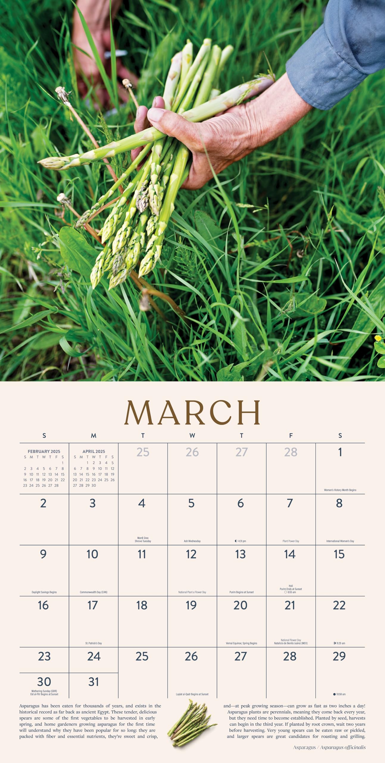 Gardening Calendar 2025 | Gardening Through the Seasons | 12 gardening-calendar-2025-gardening-through-the-seasons-12-x-24-vegetable-wall-calendar-12-month-marble-city-press-home-garden-homesteading-growing-tips-herb-gardens-office-products-amazon-com
