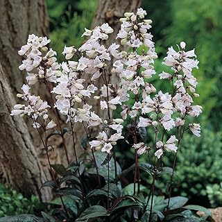 Husker Red Penstemon 40 Seeds - Perennial