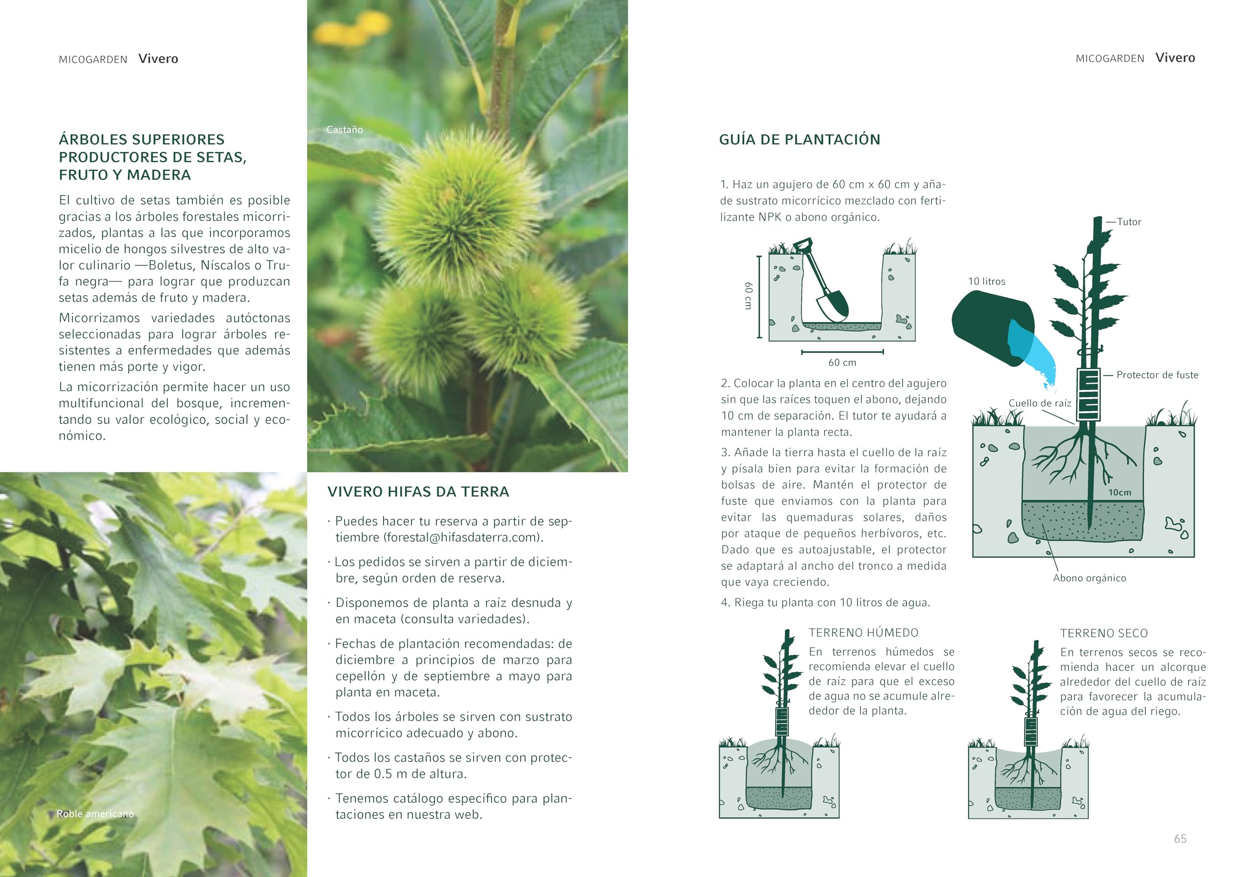 Árbol Frutal castaño. Produce castañas grandes y setas. Altura 1-1,20m. Maceta 3,5 litros. Castaño variedad Soutovello, micorrizado productor de setas (Boletus edulis). Resistencia Tinta y Avispilla