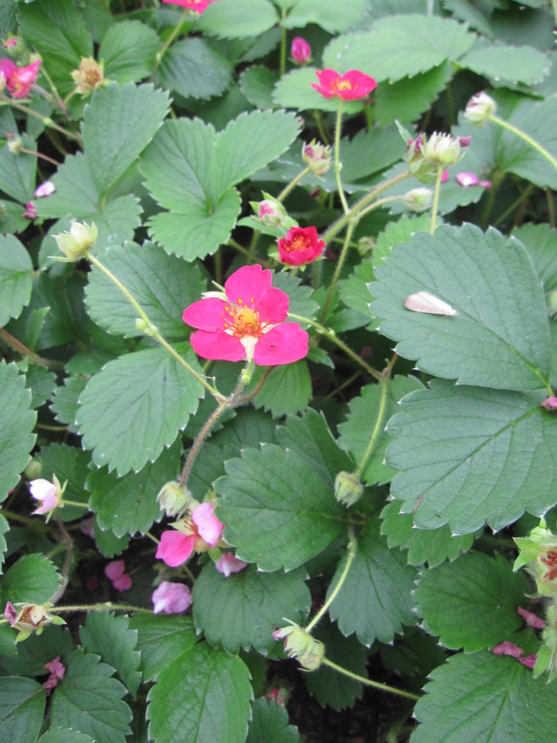 Gartenerdbeere Lipstick - Fragaria ananassa - Kulturerdbeere
