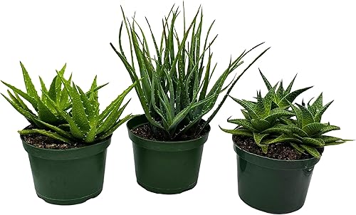 Miniatura 2 de BubbleBlooms Surtido de aloe, juego de 3 variedades de aloe, elección del cultivador en macetas de 6 pulgadas