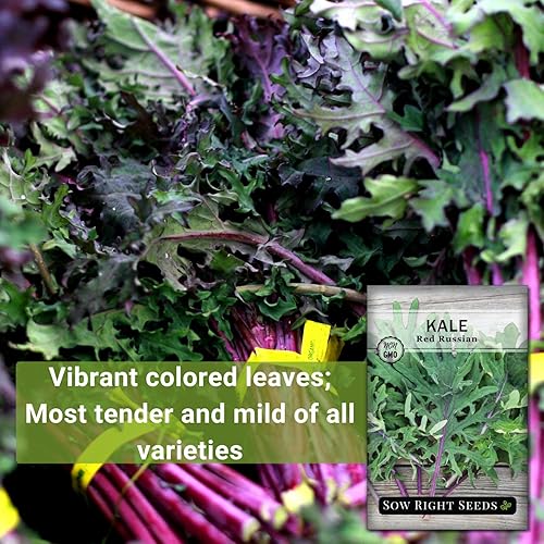 Miniatura 3 de Sow Right Seeds - Semilla de col rizada rusa roja para plantar - Paquete de reliquia sin OMG con instrucciones para plantar un jardín de verduras en