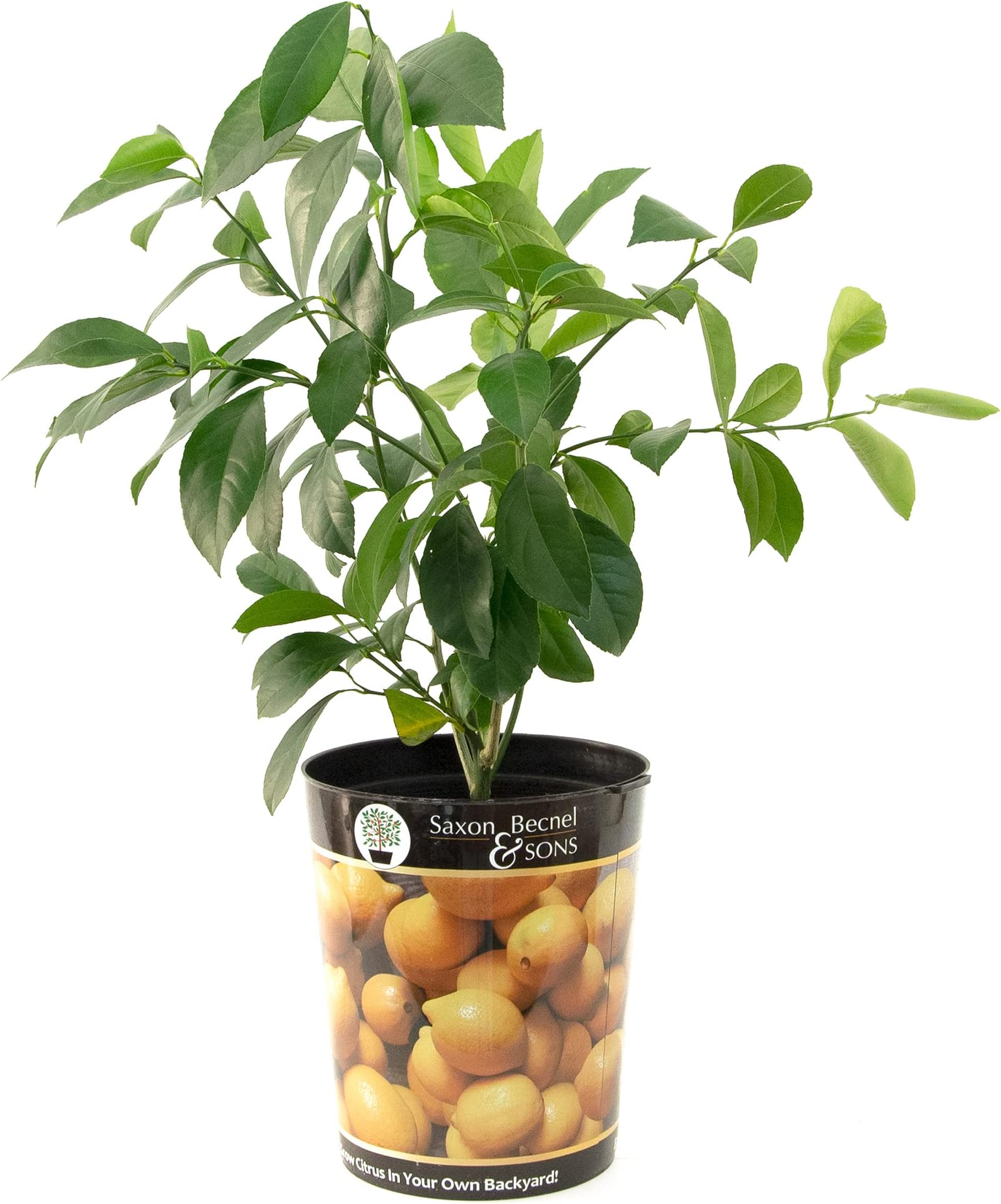 Garden State Bulb Meyer Lemon Tree, Citrus Live Plant (1 Gallon Growers Pot) Cannot Ship FL, AZ, CA, TX, LA