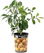 Garden State Bulb Meyer Lemon Tree, Citrus Live Plant (1 Gallon Growers Pot) Cannot Ship FL, AZ, CA, TX, LA
