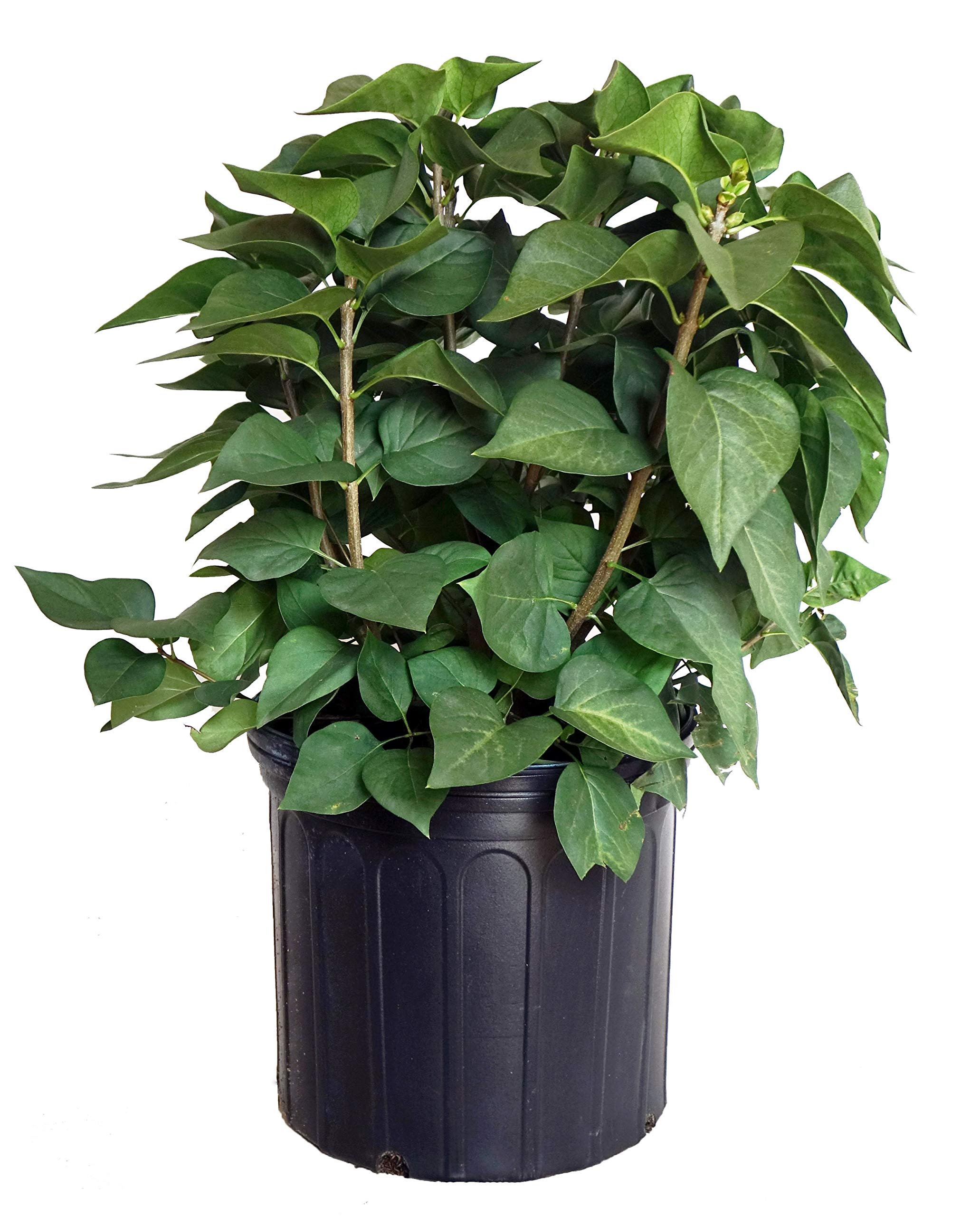 Syringa Royal Purple Lilac
