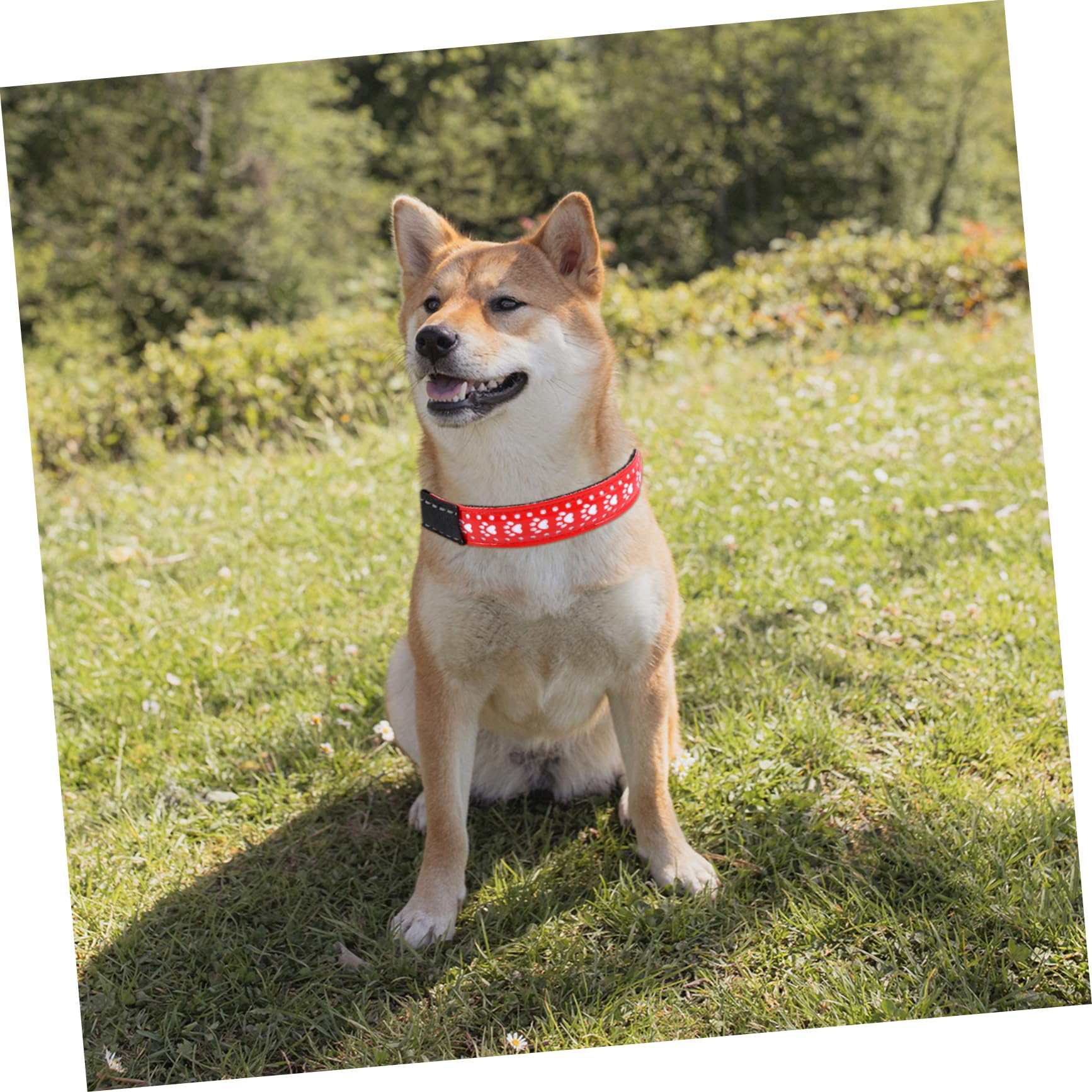 Kisangel 3pièces Collier LED pour Chien PU Et Collier Lumineux pour Animaux De Compagnie