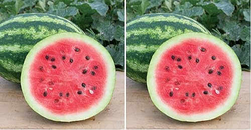 Miniatura 10 de Burpee Ambrosia Cantaloupe Melon Seeds 30 semillas