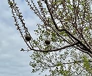 Review Image by sahippo sahippo