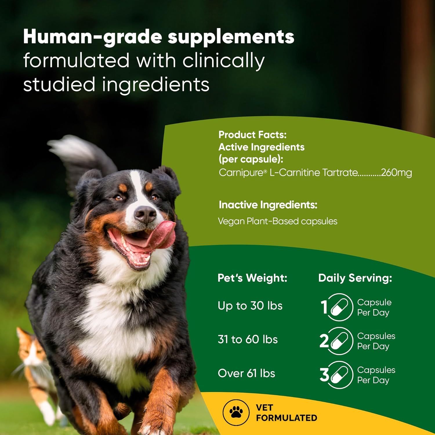 Rooted Owl Metabolism Support - L-Carnitine Supplement For D...