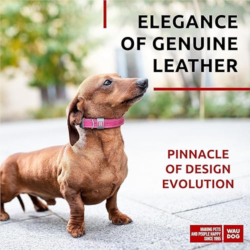 Miniatura 2 de WAUDOG Collar de cuero de larga duración para perros grandes, medianos y pequeños  Collares clásicos ajustables para cachorros de raza grande