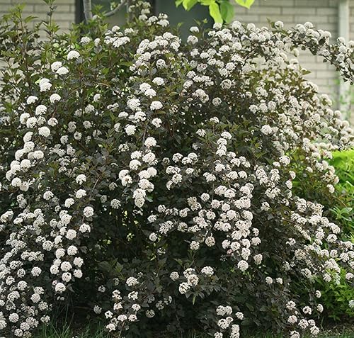 Summer Wine Ninebark Shrub - Nuevo - Flor vistosa - Resistente - Ganadores probados