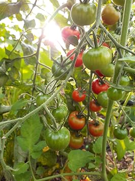 Tomato Alicante - Traditional Salad Cordon Tomato - 40 Seeds | Early Ripening & Heavy Cropping | Easy to Grow