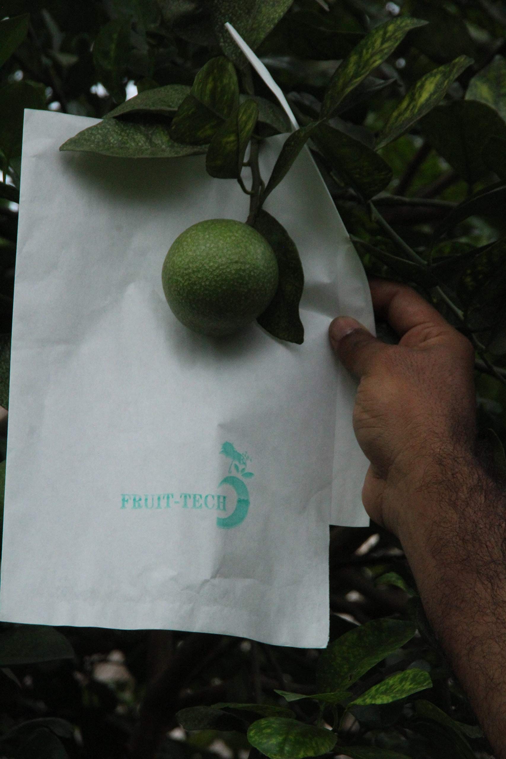 'Fruit TECH' Orange Fruit Protection/Growth Covers and Bags 20X24CM (Pack of 100 Covers)-image-3