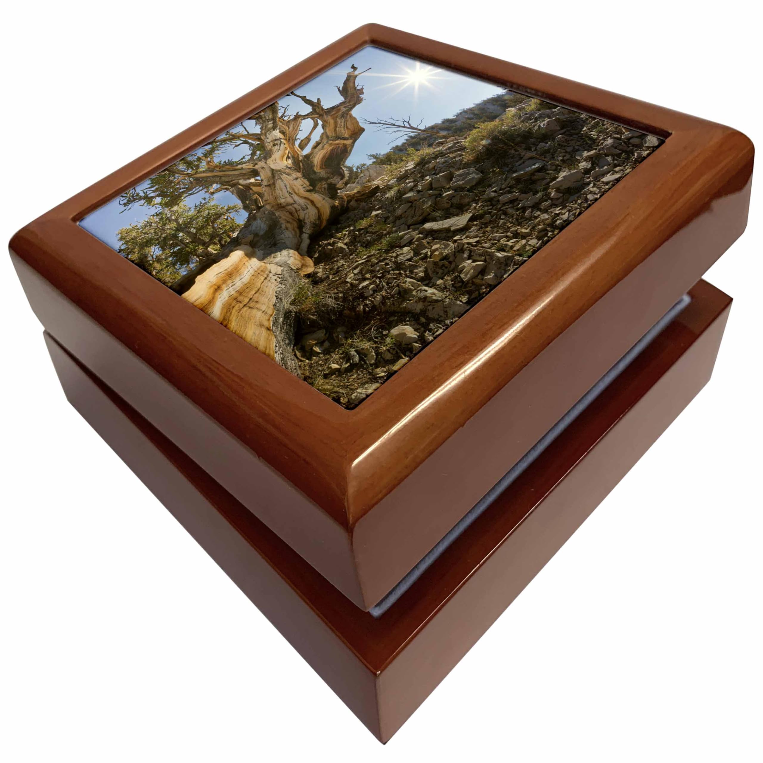 3dRose USA, California, Inyo NF. Bristlecone pine tree., Jewelry Box jb-191004-1