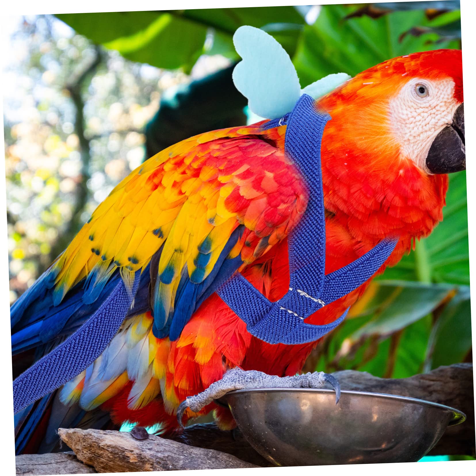 DOITOOL Juego De 5 Piezas Cuerda Voladora De Loro Arnés De Cuerda De Tracción Juguete De Conejo Correa De Conejillo De Indias Arnés De Adiestramiento De Pájaros Xuan Feng Mascota Paño