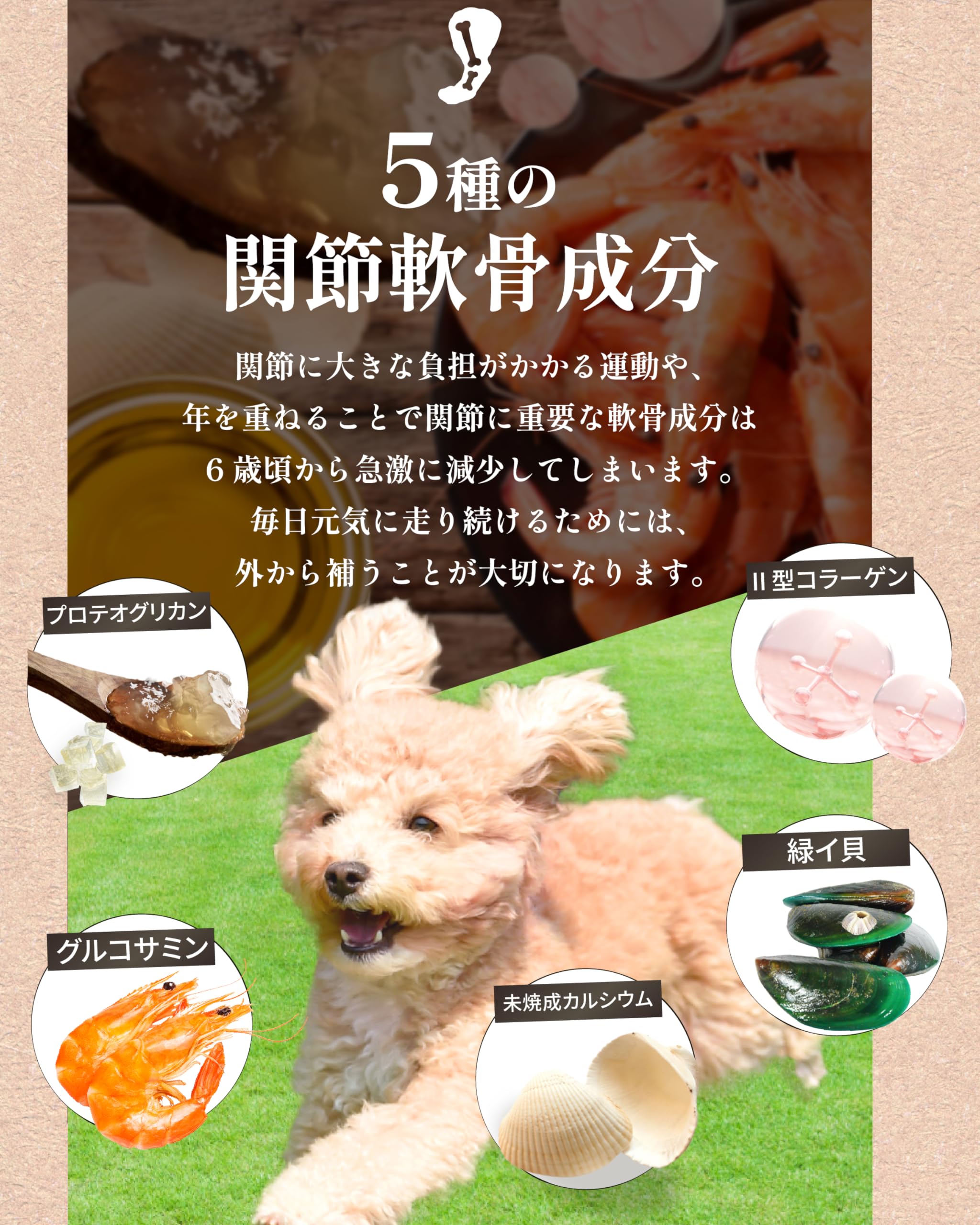 Amazon.co.jp: アミュレ 犬 サプリ シニア犬 目 瞳 頭 関節 獣医