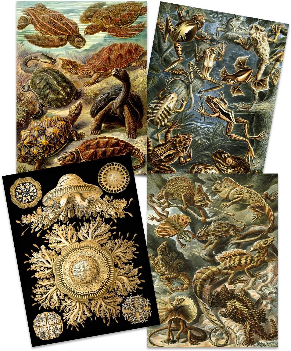 Artery8 Ernst Haeckel Kunstformen Der Natur Plates Nature Vintage Tortoise Biology Art Print Poster Home Decor Premium Pack of 4