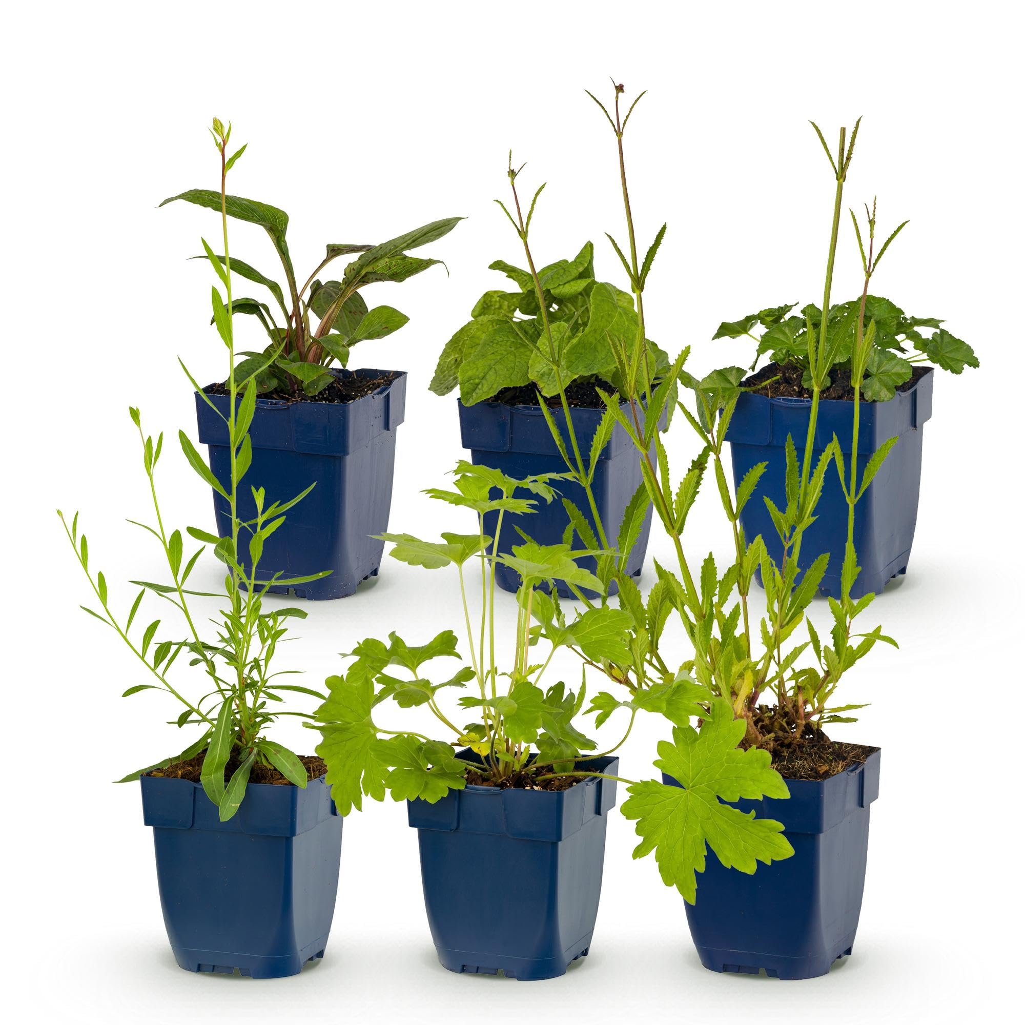 Piante Perenni, Attira Api e Farfalle, per Giardino, Set da 6, Vaso 11cm
